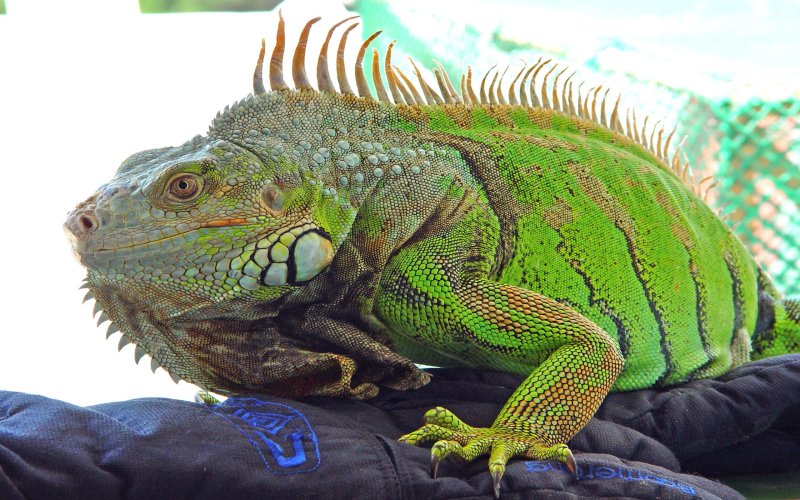 Hình ảnh đẹp về Iguana xanh 9