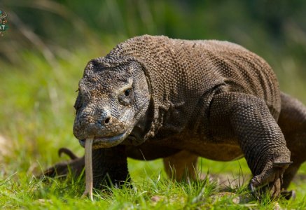 Kỳ Đà Komodo – Bí mật và sự thật thú vị về loài thằn lằn lớn nhất thế giới