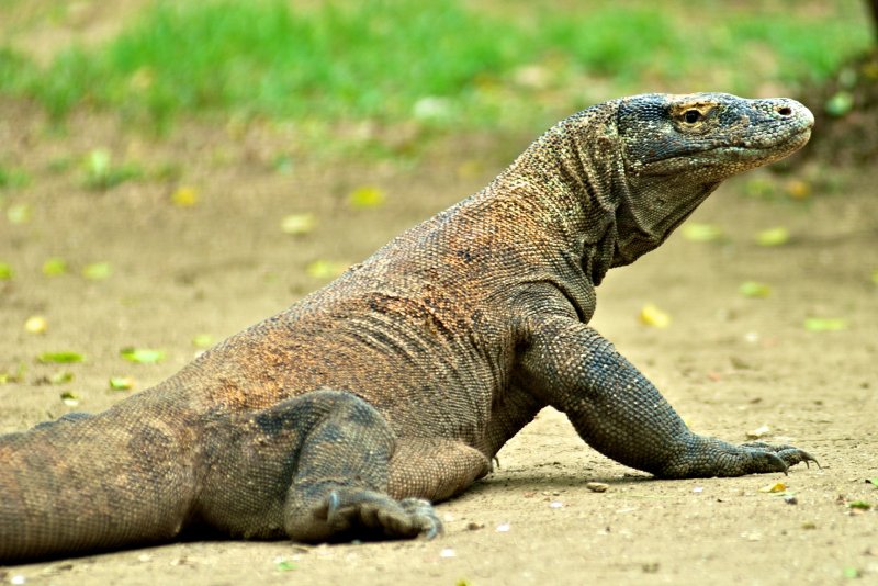 Hình ảnh đặc sắc của giống kỳ đà Komodo 6