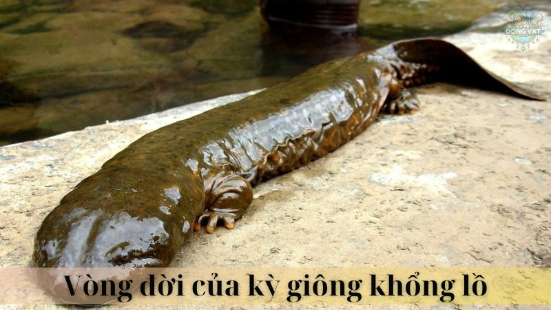 Kỳ giông khổng lồ 03