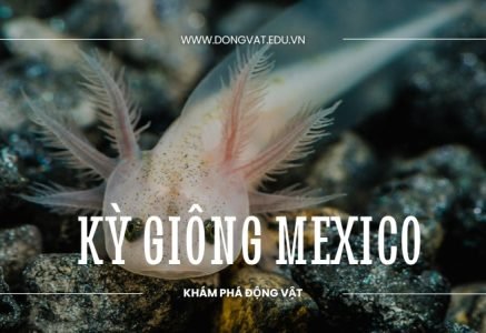 Khám phá ngay thế giới kỳ thú của loài kỳ giông Mexico