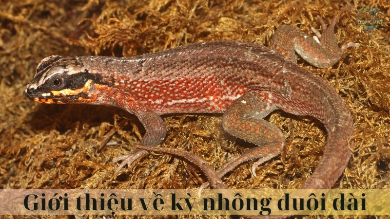 Kỳ nhông đuôi dài 02