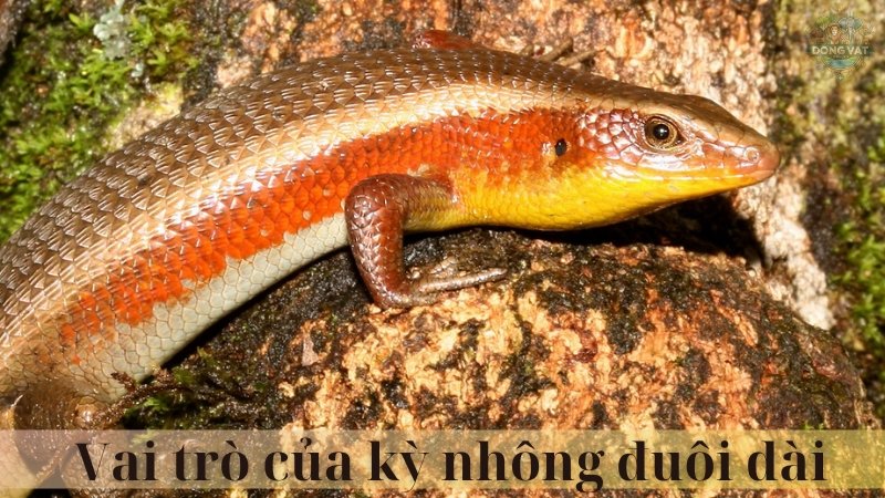 Kỳ nhông đuôi dài 05