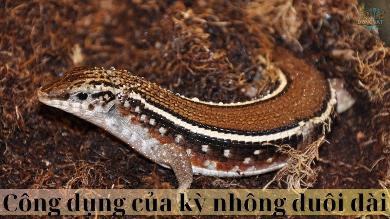 Kỳ nhông đuôi dài 06