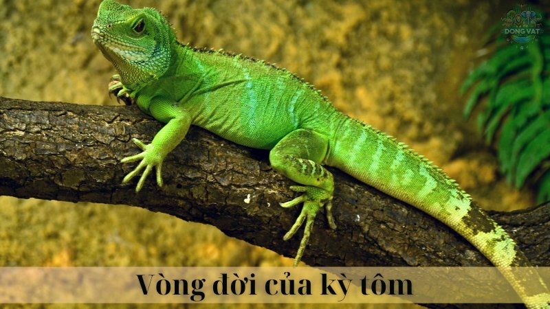 Kỳ tôm 03