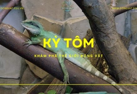 Khám phá thế giới bí ẩn của kỳ tôm – Loài giáp xác độc đáo