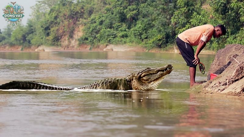 Nguy hiểm tiềm ẩn từ cá sấu sông Nin đối với con người