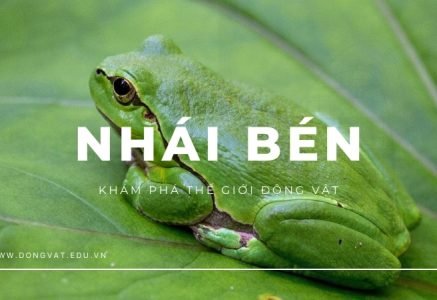 Khám phá nhái ben: Tập tính, vai trò và môi trường sinh sống