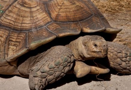 Khám phá bí ẩn của rùa Aldabra – Loài rùa lớn nhất Thế giới