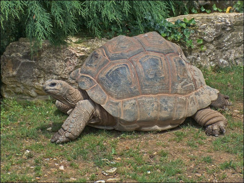 Đặc điểm của giống rùa Aldabra5