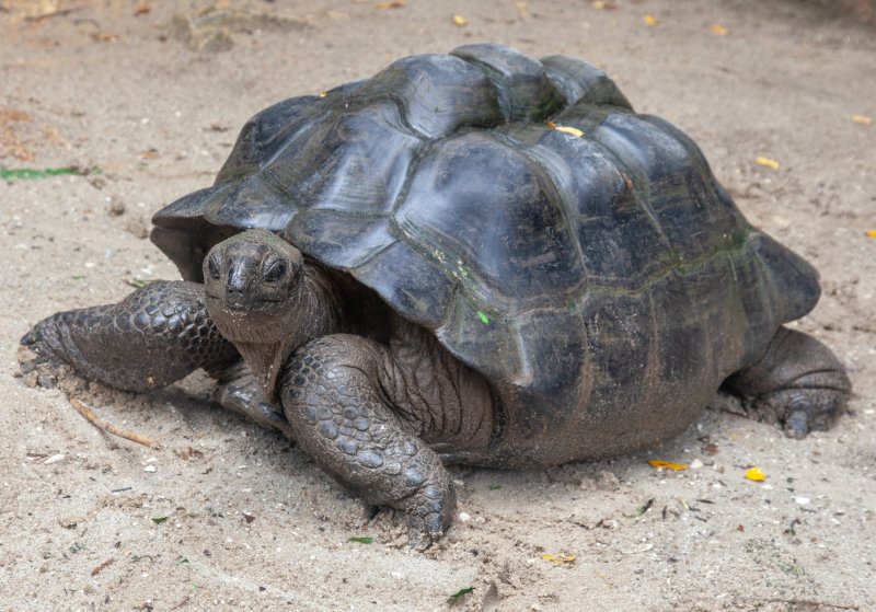 Loại mai của rùa Aldabra