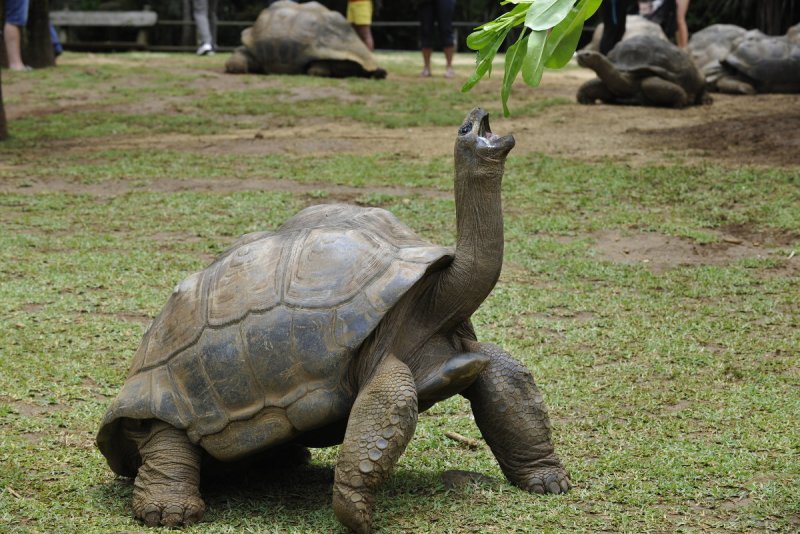 Môi trường sống của rùa Aldabra