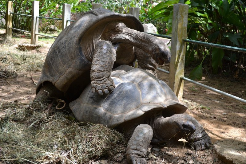 Sinh sản của rùa Aldabra