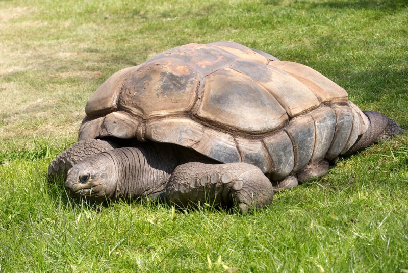 Đặc điểm của giống rùa Aldabra