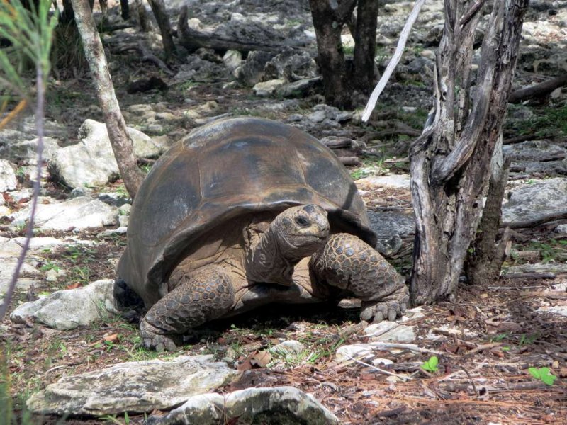 Tổng quan về giống rùa khổng lồ Aldabra