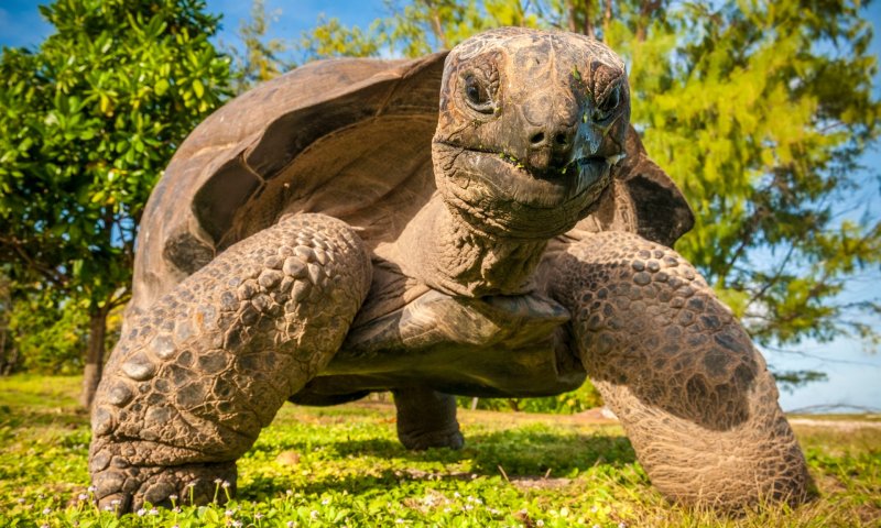 Đặc điểm của giống rùa Aldabra2