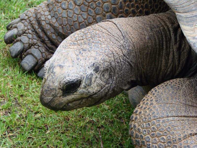 Đặc điểm của giống rùa Aldabra3