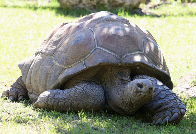 Đặc điểm của giống rùa Aldabra7