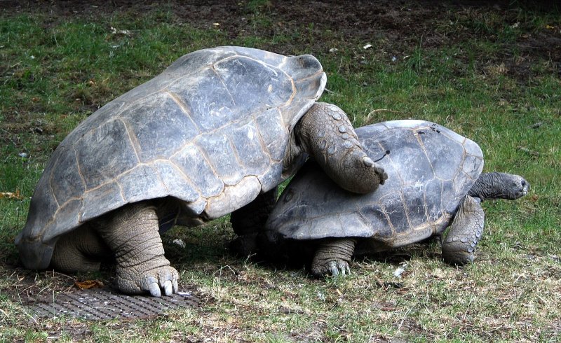 Đặc điểm của giống rùa Aldabra8