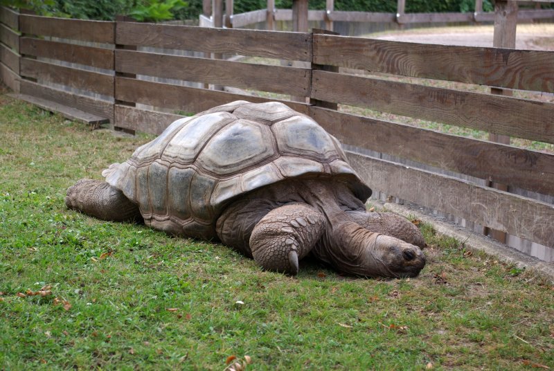 Đặc điểm của giống rùa Aldabra13