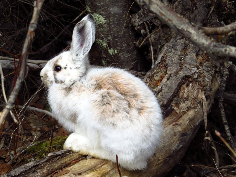 Cách chăm sóc thỏ Alaska 3