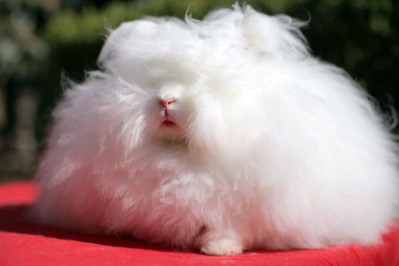 Đặc điểm của thỏ Angora 1