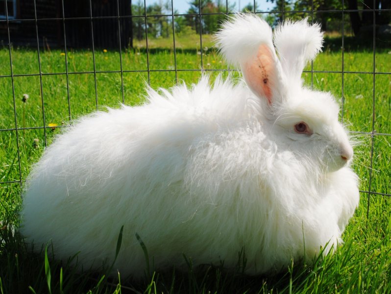 Đặc điểm của thỏ Angora 2