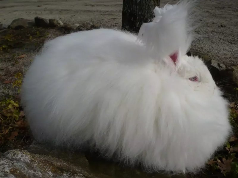 Cách chăm sóc thỏ Angora 1