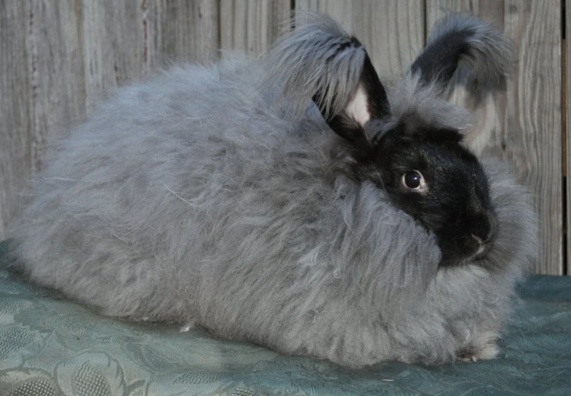 Cách chăm sóc thỏ Angora 3