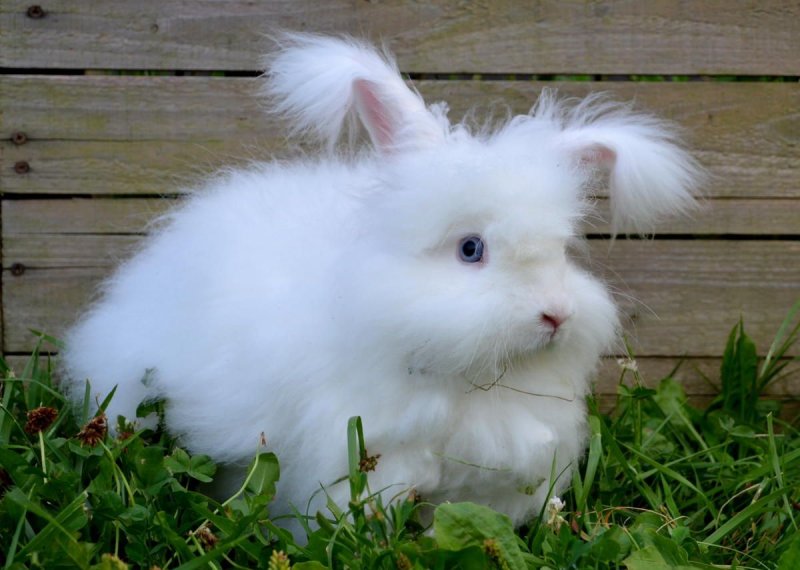 Cách chăm sóc thỏ Angora 4