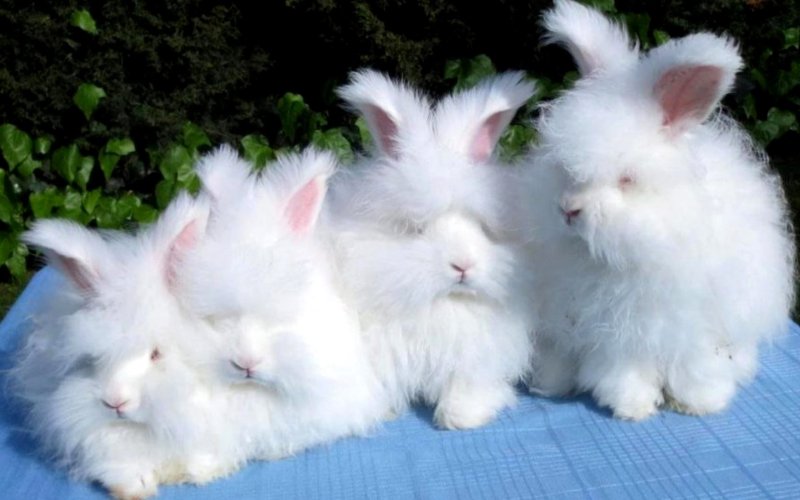 Hình ảnh thỏ Angora 2