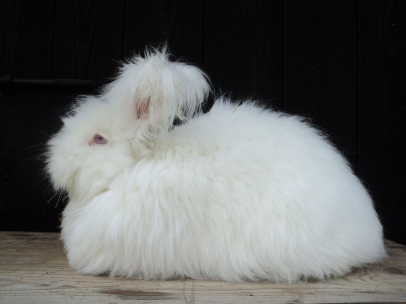 Hình ảnh thỏ Angora 3