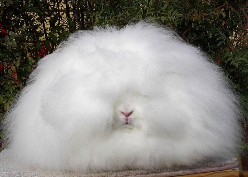 Hình ảnh thỏ Angora 4