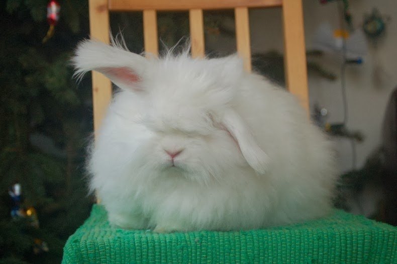 Hình ảnh thỏ Angora 5