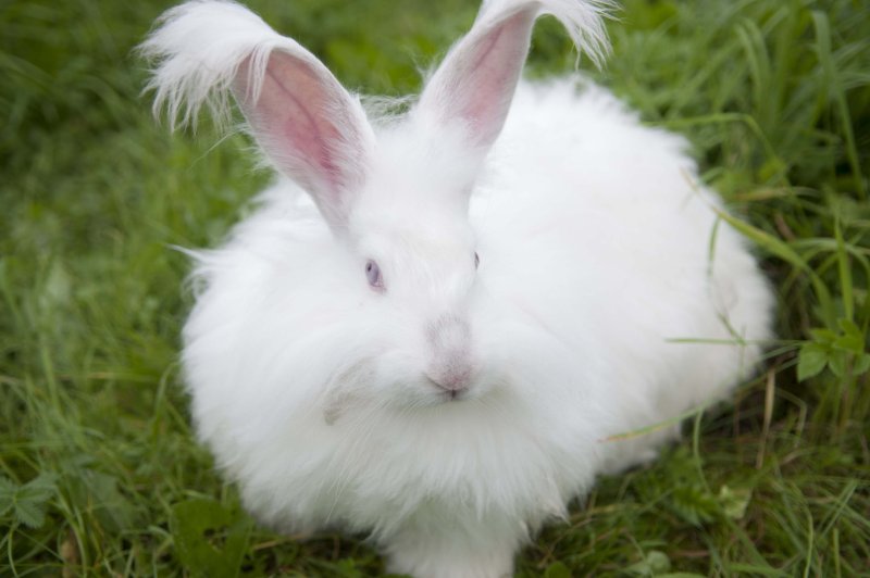 Hình ảnh thỏ Angora 6