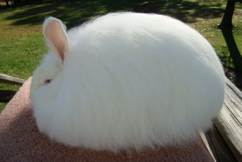 Hình ảnh thỏ Angora 7