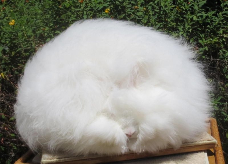 Hình ảnh thỏ Angora 8