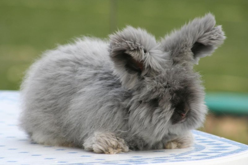 Hình ảnh thỏ Angora 9