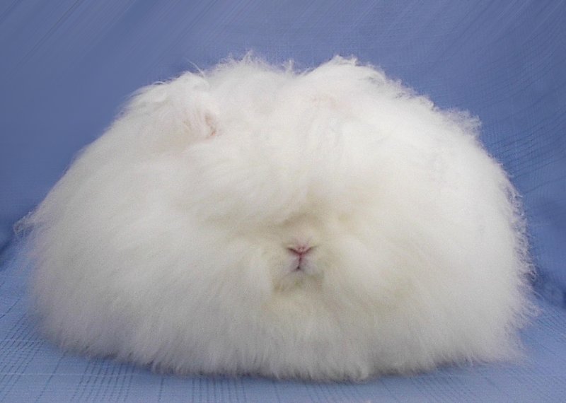 Hình ảnh thỏ Angora 10