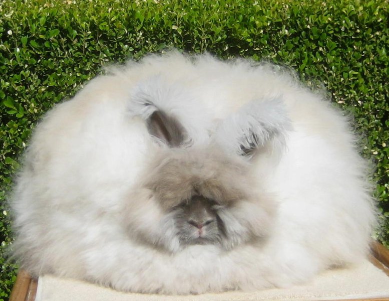 Hình ảnh thỏ Angora 11