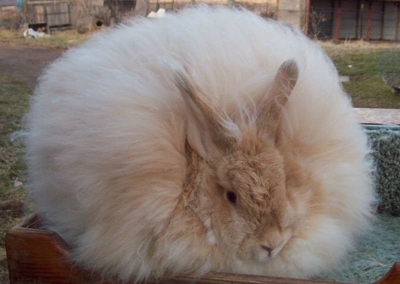 Hình ảnh thỏ Angora 13