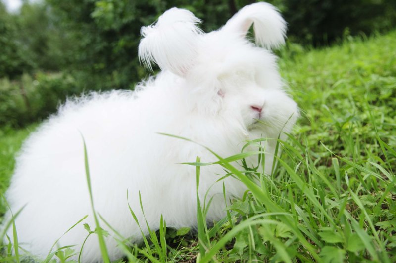 Hình ảnh thỏ Angora 14