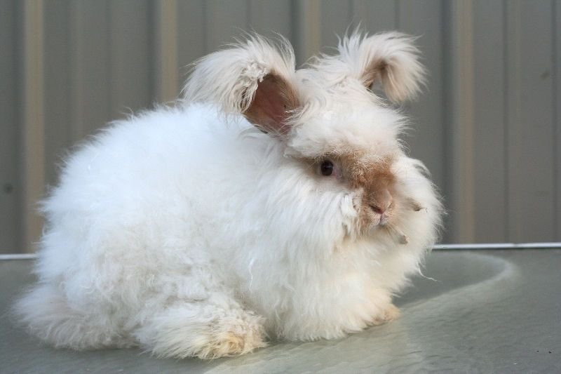 Hình ảnh thỏ Angora 15