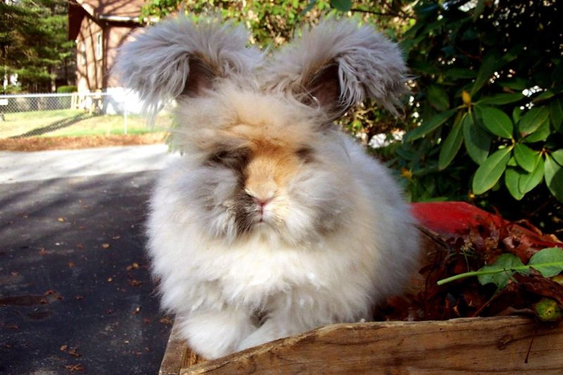 Hình ảnh thỏ Angora 17