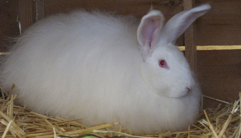 Hình ảnh thỏ Angora 18