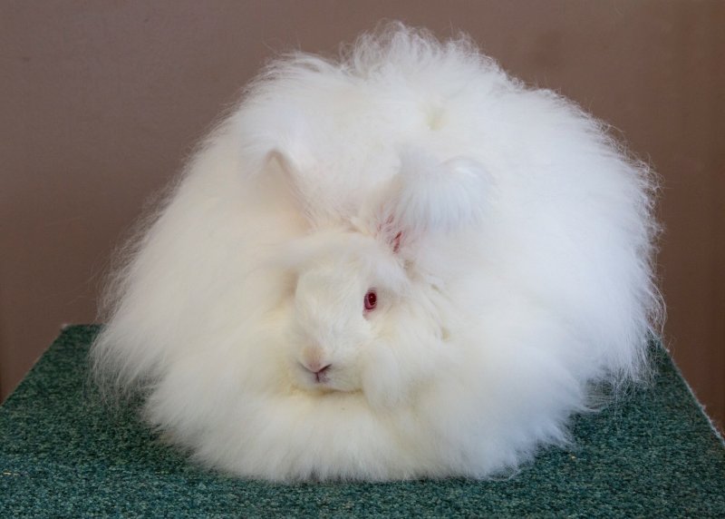 Hình ảnh thỏ Angora 19