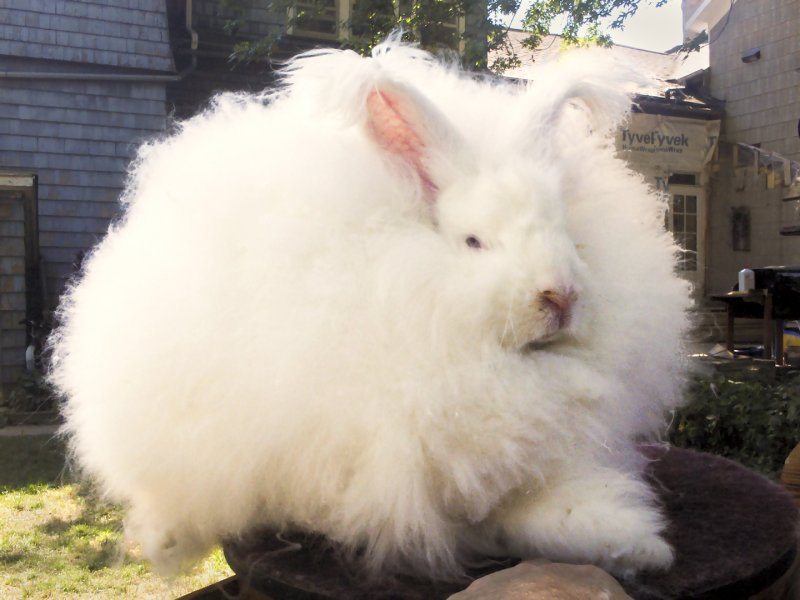 Hình ảnh thỏ Angora 20