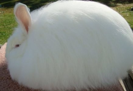 Những điều cần biết về thỏ Angora trước khi nuôi