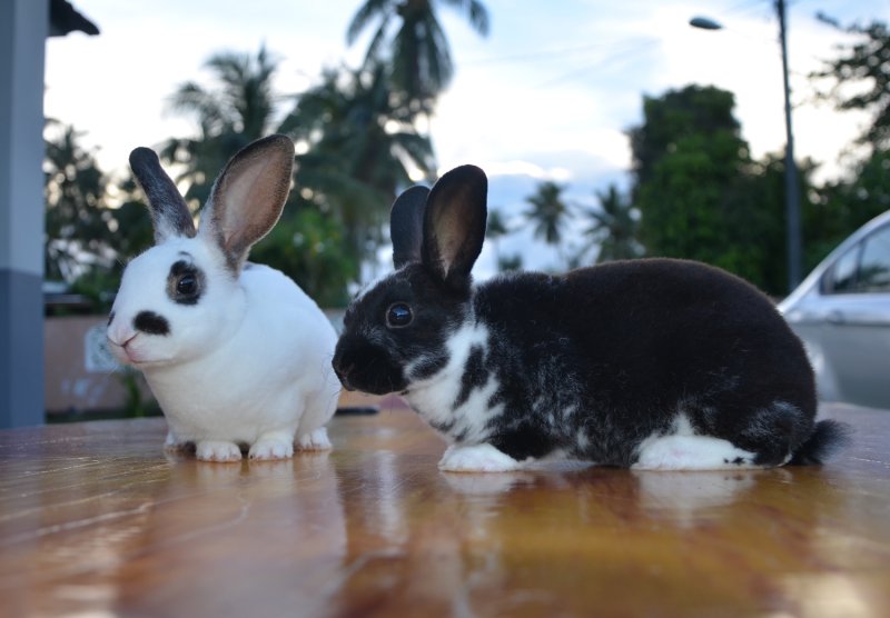 Hình ảnh thỏ Mini Rex đáng yêu 14