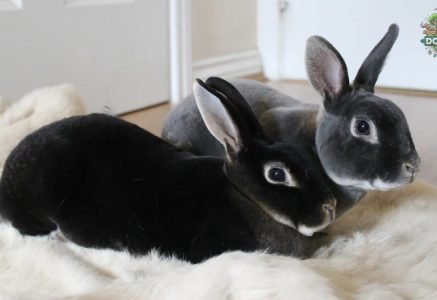 Thỏ Mini Rex là gì? Đặc điểm nổi bật của giống thỏ này